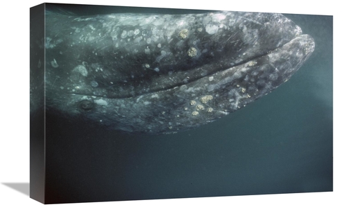 Global Gallery GCS-451693-1218-142 12 x 18 in. Gray Whale Curious Adul