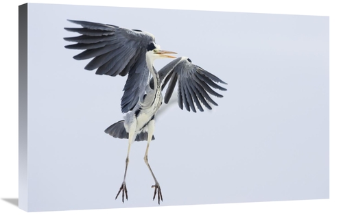 Global Gallery GCS-452607-2030-142 20 x 30 in. Grey Heron Landing,
