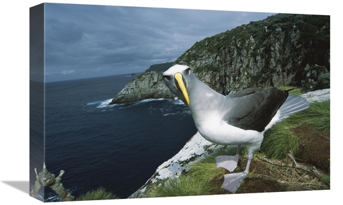 Global Gallery GCS-451664-1218-142 12 x 18 in. Bullers Albatross Inves