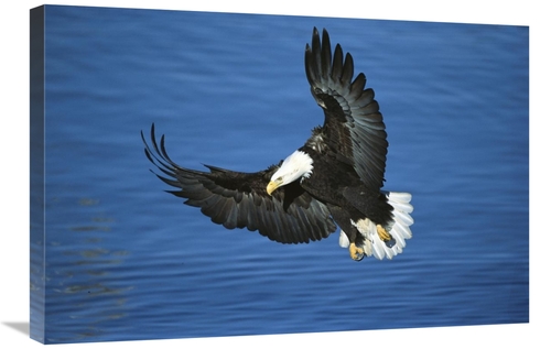 Global Gallery GCS-398303-2030-142 20 x 30 in. Bald Eagle Flying Over 