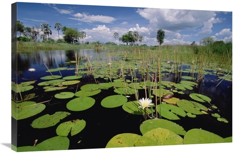 Global Gallery GCS-452972-2436-142 24 x 36 in. Water Lily in Bloom&#44