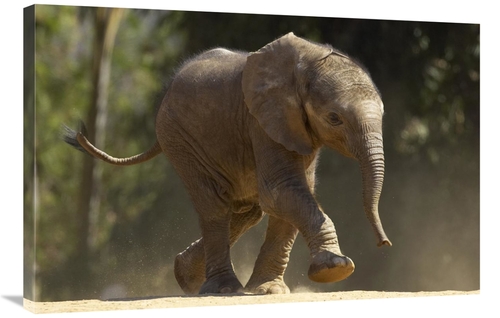 Global Gallery GCS-450882-2436-142 24 x 36 in. African Elephant Calf W