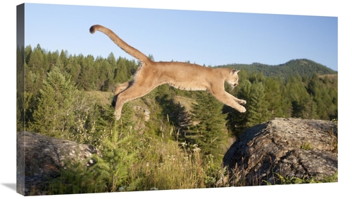 Global Gallery GCS-395408-36-142 36 in. Mountain Lion Jumping, Mon