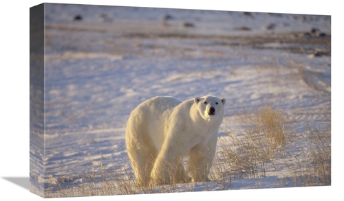 Global Gallery GCS-450938-1218-142 12 x 18 in. Polar Bear Standing on 