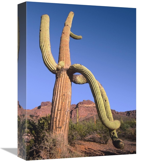 Global Gallery GCS-396797-1216-142 12 x 16 in. Ajo Mountains & Saguaro