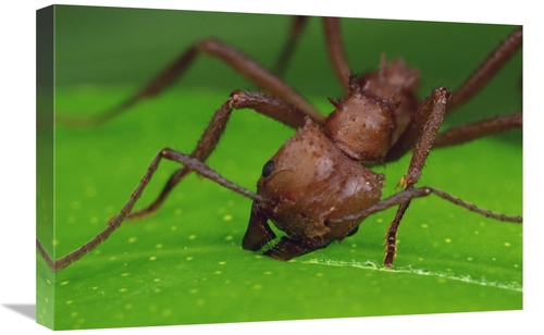 Global Gallery GCS-450767-1624-142 16 x 24 in. Leafcutter Ant Worker C