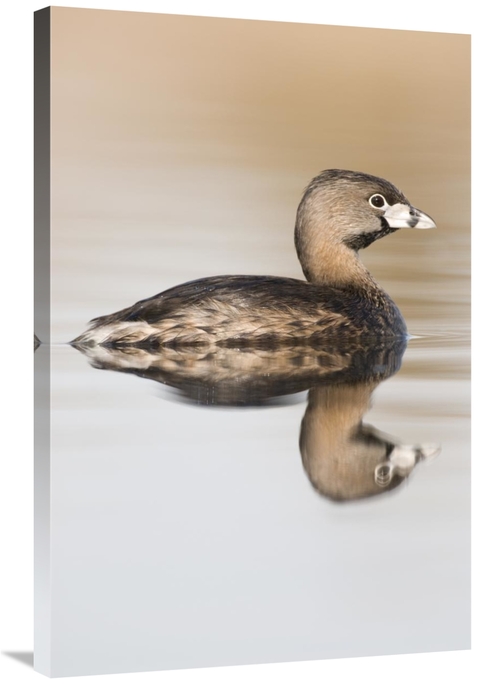 Global Gallery GCS-397418-2436-142 24 x 36 in. Pied-Billed Grebe in Br