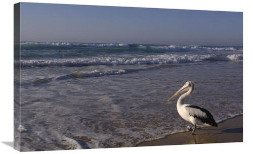 Global Gallery GCS-453095-2030-142 20 x 30 in. Australian Pelican on B