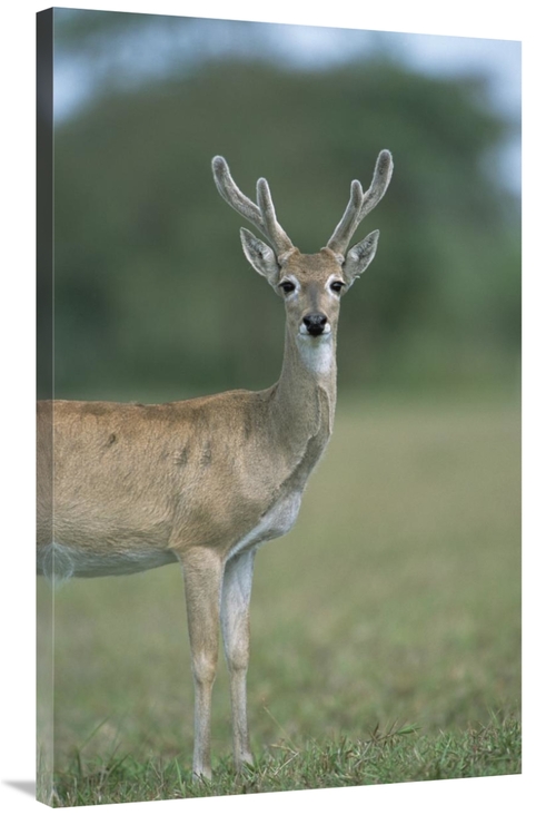 Global Gallery GCS-451477-40-142 40 in. Pampas Deer Buck in Velvet,