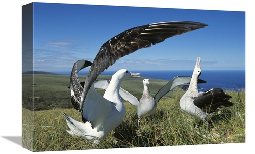 Global Gallery GCS-451603-1218-142 12 x 18 in. Antipodean Albatross Co