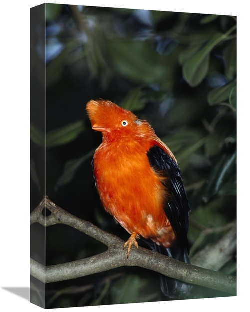 Global Gallery GCS-450825-1218-142 12 x 18 in. Andean Cock-Of-The-Rock