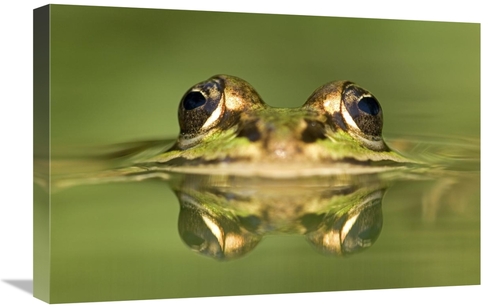 Global Gallery GCS-395295-1624-142 16 x 24 in. Edible Frog with Reflec