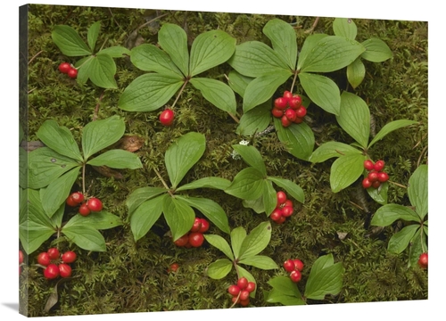 Global Gallery GCS-452180-3040-142 30 x 40 in. Bunchberry Growing Amid