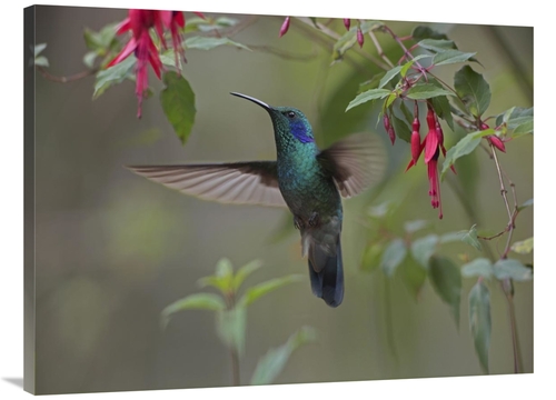 Global Gallery GCS-396303-3040-142 30 x 40 in. Green Violet-Ear Hummin