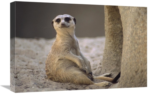 Global Gallery GCS-452900-1624-142 16 x 24 in. Meerkat Sitting At Entr