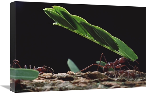 Global Gallery GCS-450703-1624-142 16 x 24 in. Leafcutter Ant Group Gr