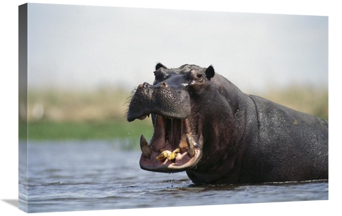 Global Gallery GCS-452981-2030-142 20 x 30 in. Hippopotamus Bull Threa