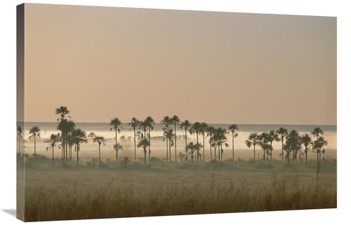 Global Gallery GCS-451573-2436-142 24 x 36 in. Buriti Palm Gallery For