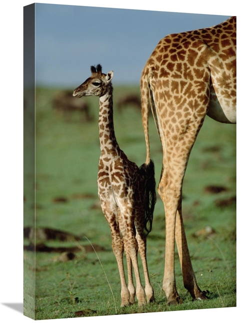 Global Gallery GCS-395999-1624-142 16 x 24 in. Giraffe Mother with You