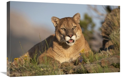 Global Gallery GCS-396077-2030-142 20 x 30 in. Mountain Lion Portrait&