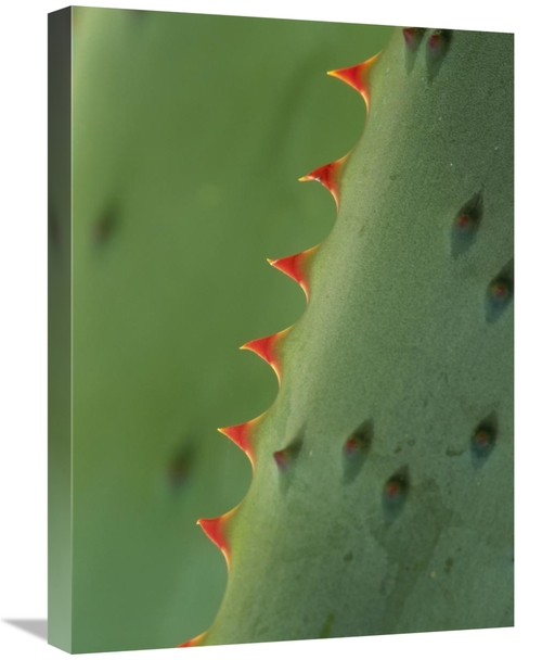Global Gallery GCS-395958-1824-142 18 x 24 in. Cape Aloe Spines Art Pr