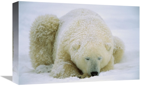 Global Gallery GCS-452510-1218-142 12 x 18 in. Polar Bear Sleeping in 