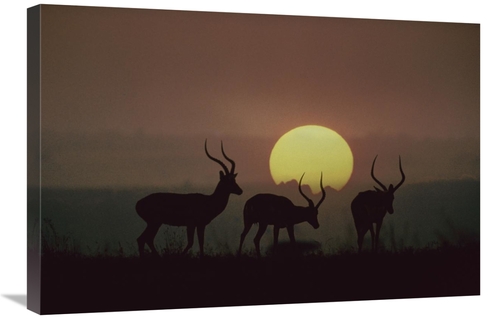 Global Gallery GCS-452187-2030-142 20 x 30 in. Impala Bucks At Sunset&