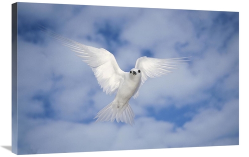 Global Gallery GCS-395654-2436-142 24 x 36 in. White Tern Also Known A