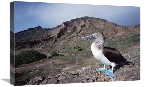 Global Gallery GCS-451781-1624-142 16 x 24 in. Blue-Footed Booby in Ro