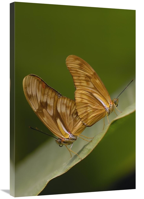 Global Gallery GCS-453092-2436-142 24 x 36 in. Julia Butterfly Pair Ma