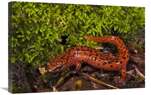 Global Gallery GCS-397912-2030-142 20 x 30 in. Red Salamander, Nat