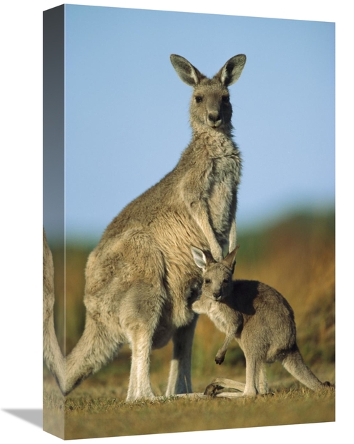 Global Gallery GCS-395369-1218-142 12 x 18 in. Eastern Grey Kangaroo J