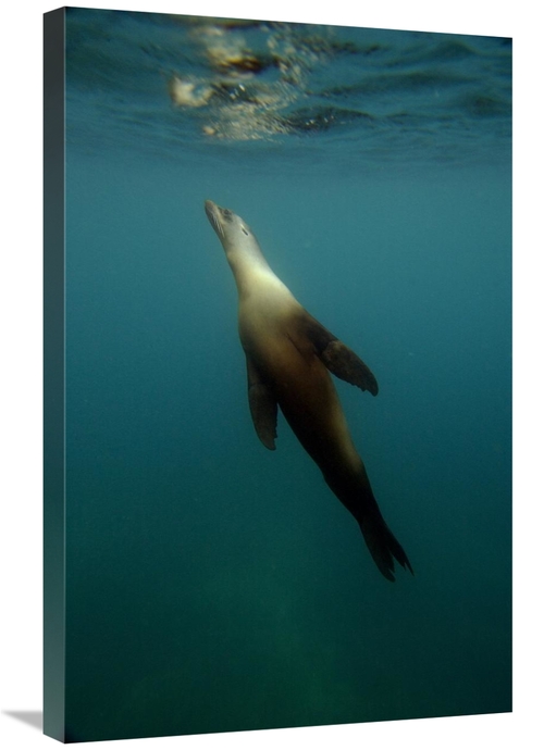 Global Gallery GCS-453057-2030-142 20 x 30 in. Galapagos Sea Lion Unde