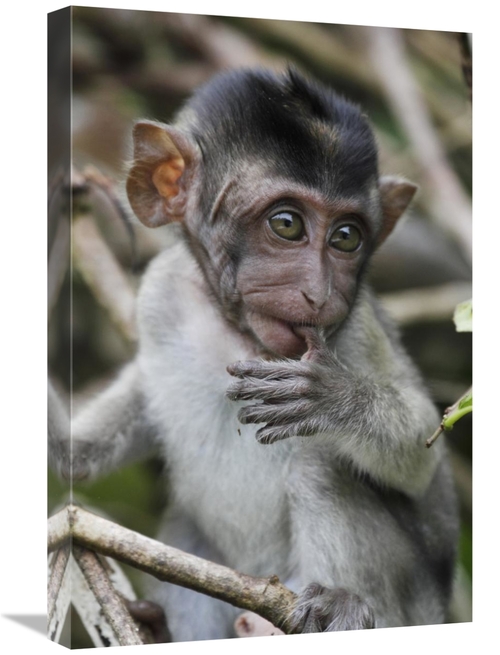 Global Gallery GCS-397704-1624-142 16 x 24 in. Long-Tailed Macaque Bab