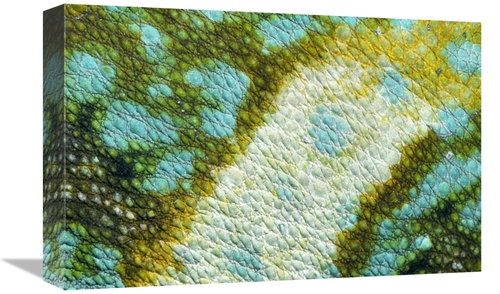 Global Gallery GCS-453603-1218-142 12 x 18 in. Veiled Chameleon Skin o