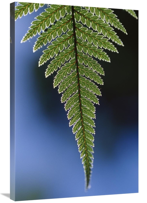 Global Gallery GCS-453508-2436-142 24 x 36 in. Fern Frond, New Zea