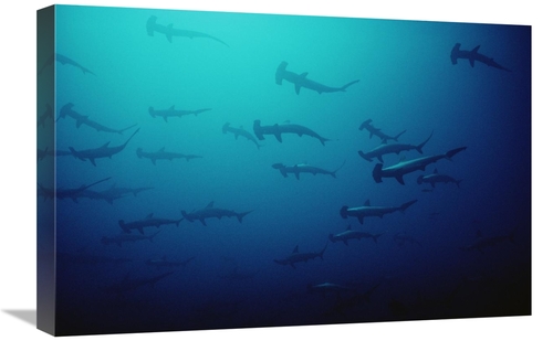 Global Gallery GCS-450745-1624-142 16 x 24 in. Scalloped Hammerhead Sh