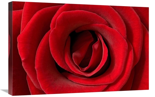 Global Gallery GCS-395288-2030-142 20 x 30 in. Rose Detail, German