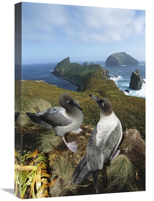 Global Gallery GCS-451602-1624-142 16 x 24 in. Light-Mantled Albatross