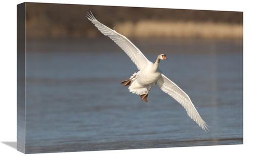 Global Gallery GCS-397374-1624-142 16 x 24 in. Mute Swan Flying, K