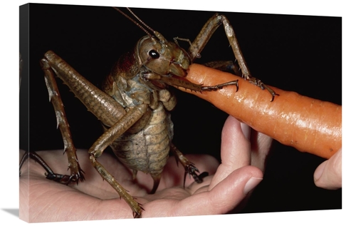 Global Gallery GCS-450697-2030-142 20 x 30 in. Giant Weta Eating A Car