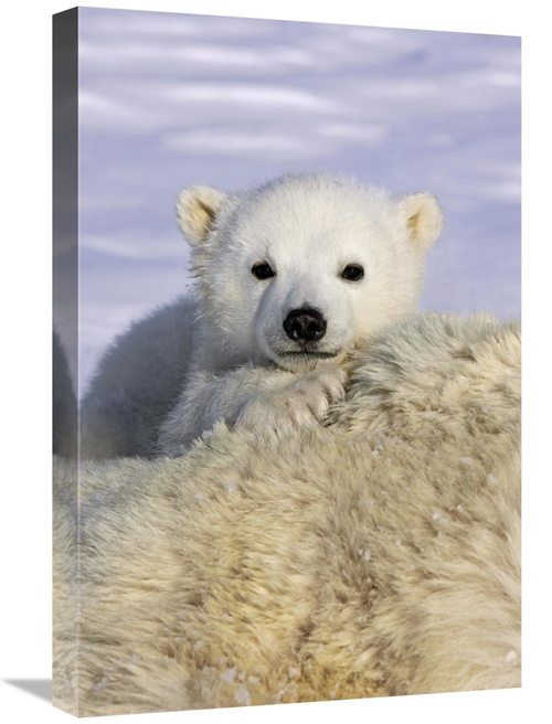 Global Gallery GCS-395800-1624-142 16 x 24 in. Polar Bear Cub Peeking 