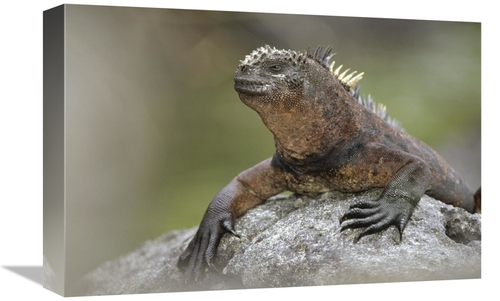 Global Gallery GCS-451057-1218-142 12 x 18 in. Marine Iguana Mature Ma