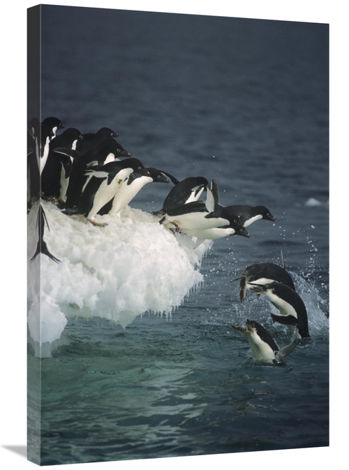 Global Gallery GCS-451718-2030-142 20 x 30 in. Adelie Penguin Group Le