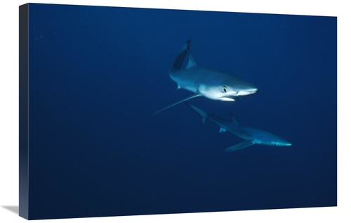Global Gallery GCS-397837-2030-142 20 x 30 in. Blue Shark Pair Underwa