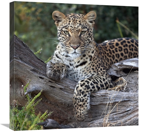 Global Gallery GCS-397429-2424-142 24 x 24 in. Leopard Resting, Bo