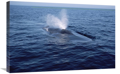 Global Gallery GCS-450603-2030-142 20 x 30 in. Blue Whale Spouting&#44