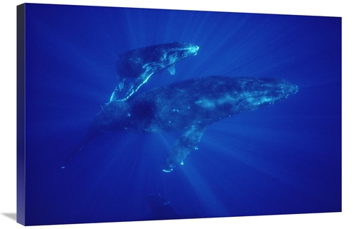 Global Gallery GCS-450573-2436-142 24 x 36 in. Humpback Whale Mother &