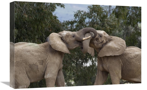 Global Gallery GCS-398148-1624-142 16 x 24 in. African Elephant Bulls 