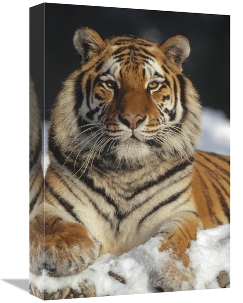 Global Gallery GCS-452334-1218-142 12 x 18 in. Siberian Tiger Portrait